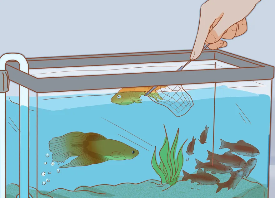 Как добавить рыбок в новый аквариум