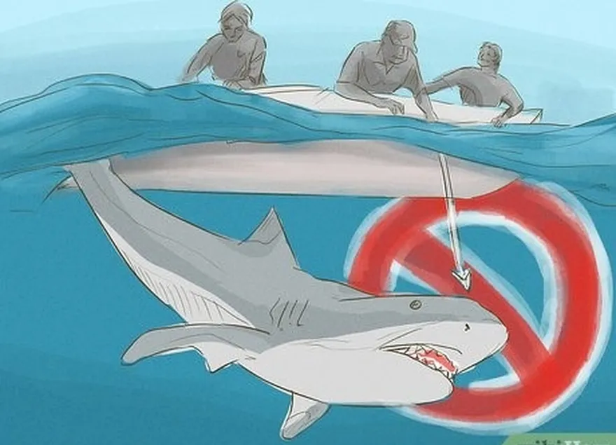 шаг 6.'t ever bother or harass sharks.