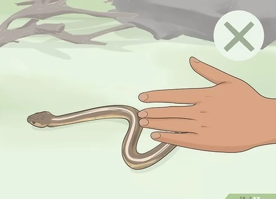 шаг 6 ничего не предполагайте о змее's willingness or otherwise to attack.