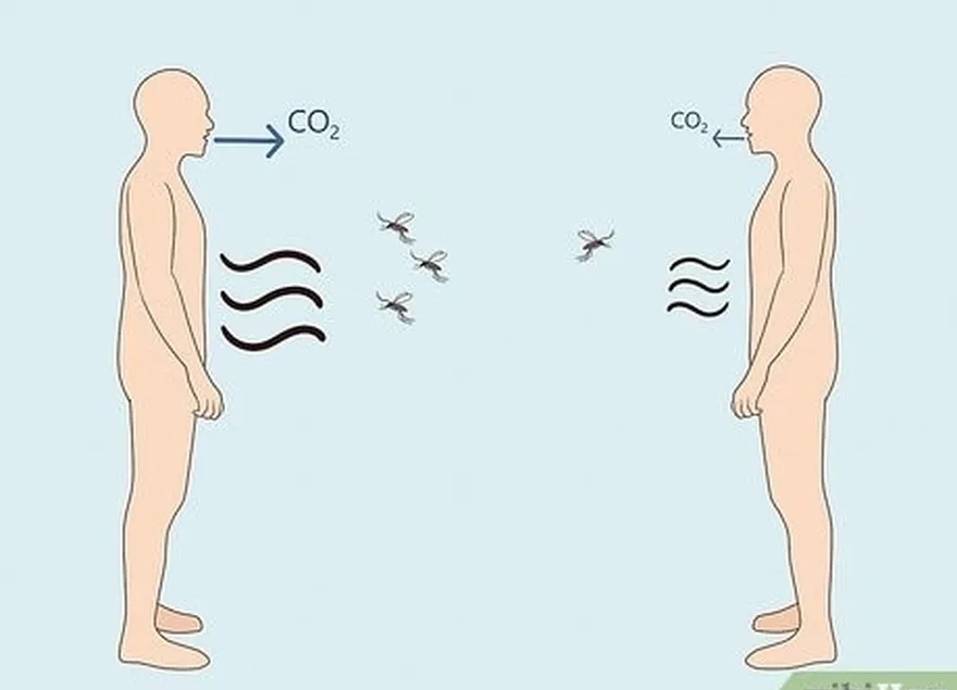 люди, выделяющие больше молочной кислоты и co2, привлекают больше комаров.