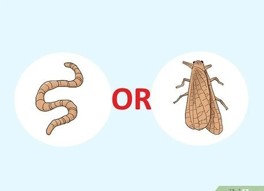 шаг 3 используйте червей и мелких насекомых в качестве наживки.