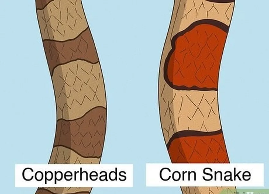 шаг 1 у кукурузных змей более яркая красная чешуя, чем у медноголовых.