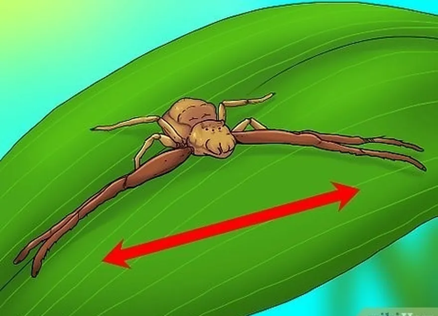 шаг 2 наблюдайте за движением паука.