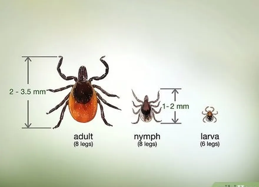 шаг 2 убедитесь, что это's a tick.