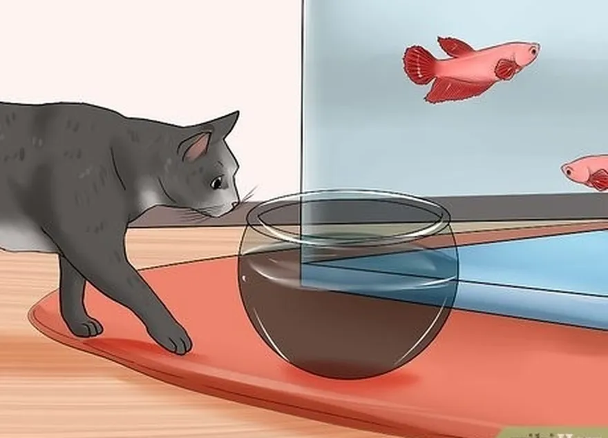 шаг 5 поставьте миску с водой перед рыбой.
