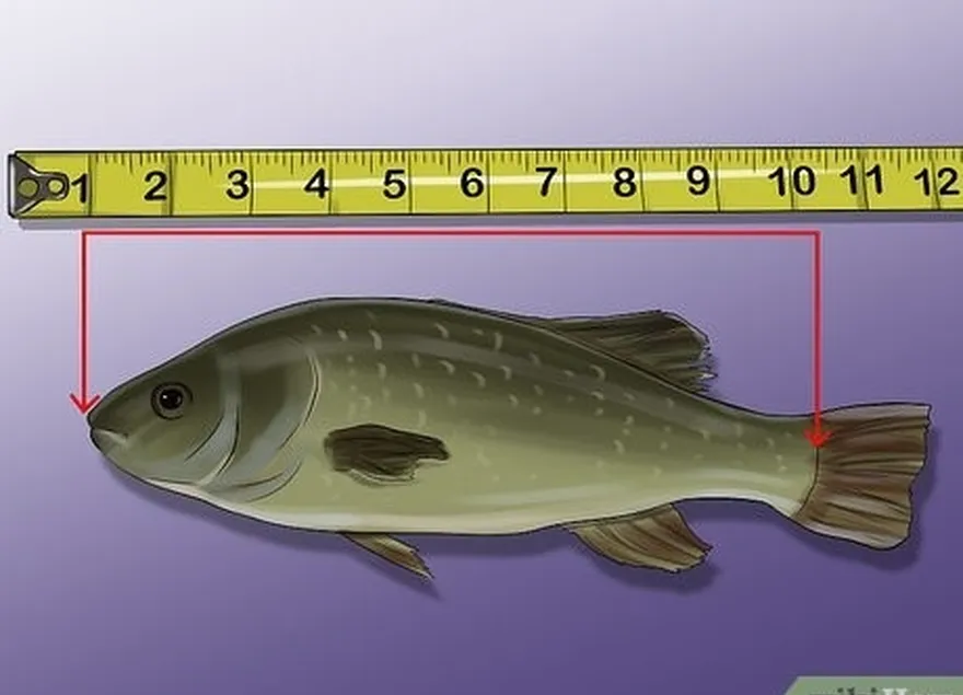 шаг 6 измерьте до начала хвостового плавника, чтобы получить стандартную длину.