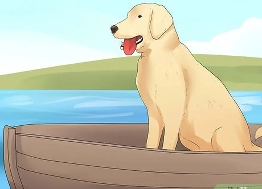 шаг 10 тренируйте собаку в лодке перед охотой, если предполагается использовать лодки.