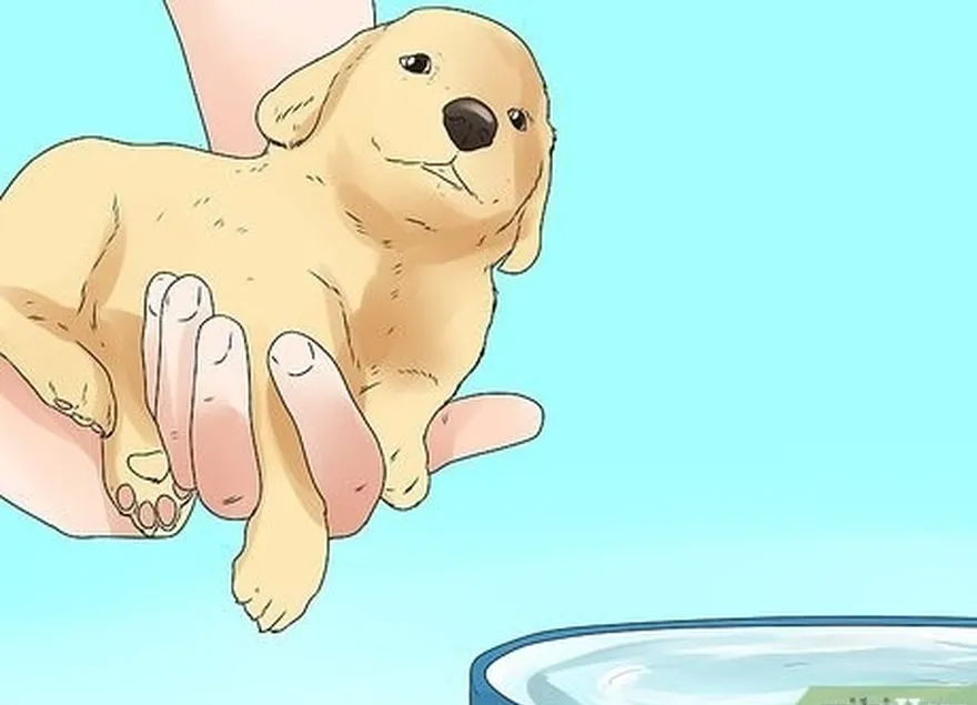 шаг 3приучайте щенка к воде, когда он еще маленький.