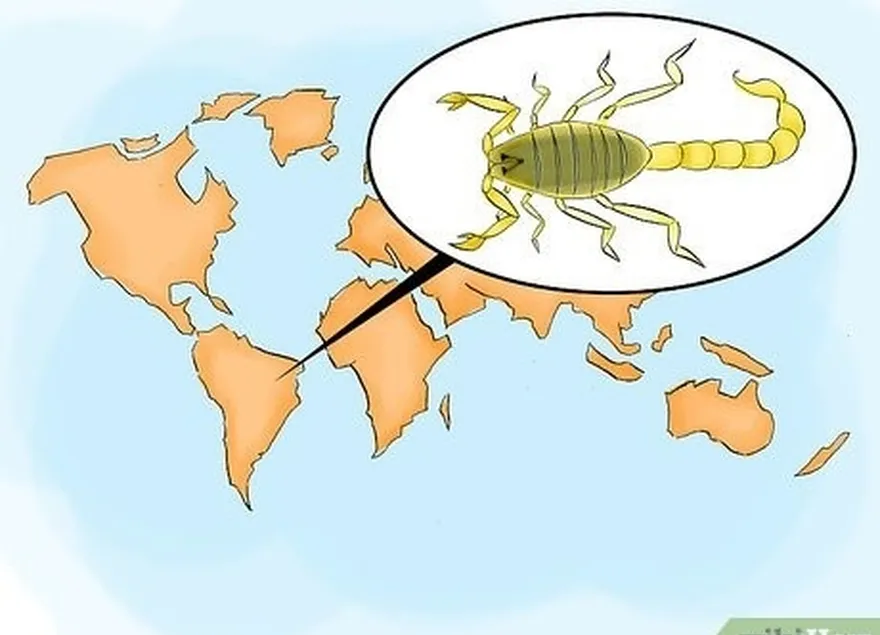 шаг 6 определите опасных скорпионов в центральной и южной америке.